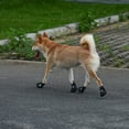 thumbnail image 4 of Durable Lightweight Traction Dog Booties Indoor Outdoor Stocking Style Shoes for Small Medium 4PCS, 4 of 5