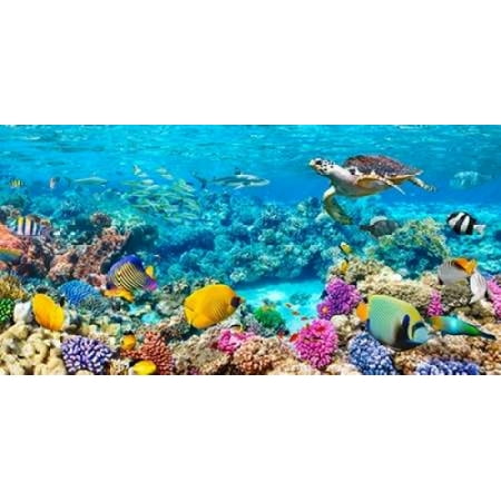 Sea Turtle and fish- Maldivian Coral Reef Poster Print by Pangea