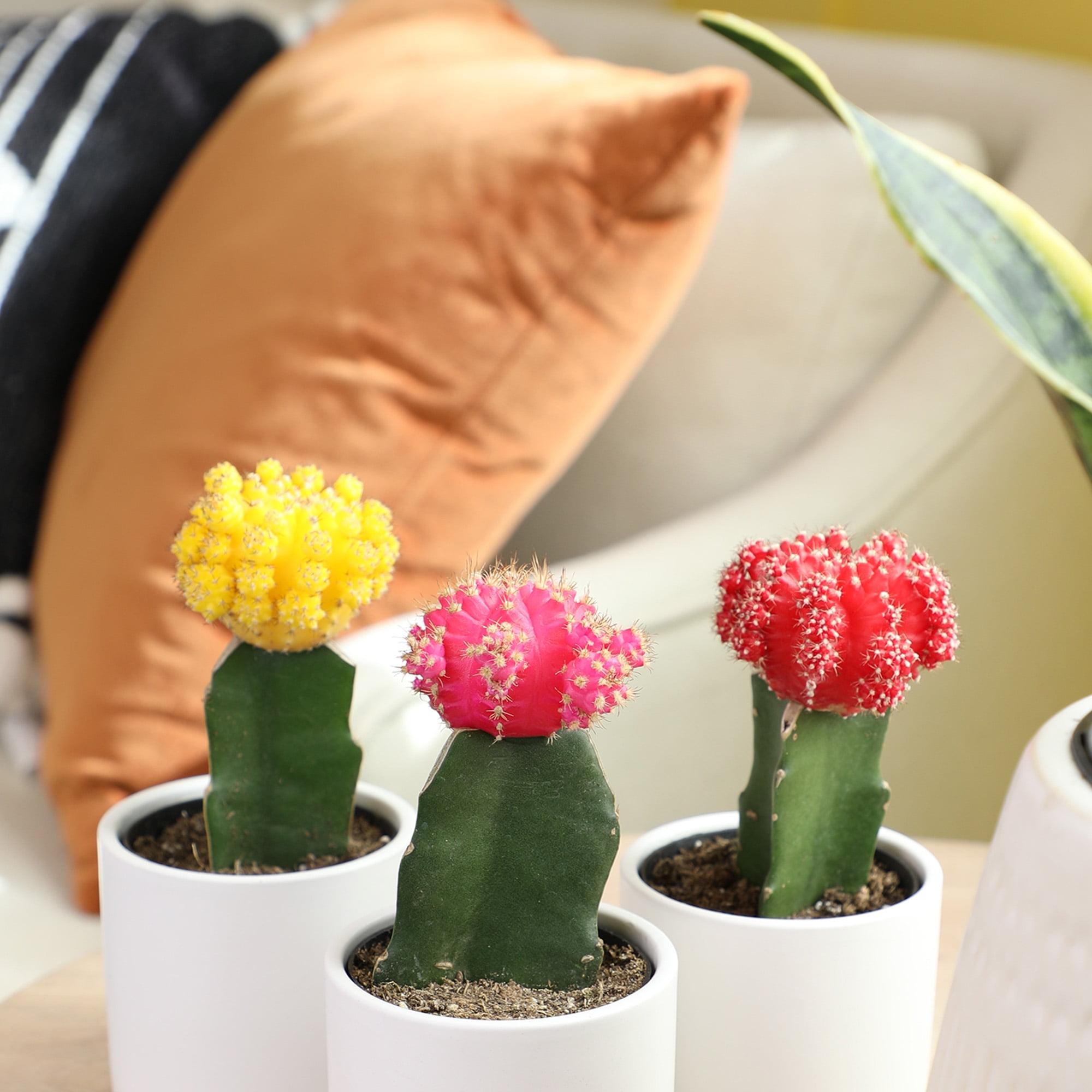 Element by Altman Plants Multicolor Grafted Cactus Succulent, Live Indoor House Plant with Grower Pots, 2.5 inch, Pack of 4