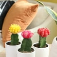 thumbnail image 4 of Element by Altman Plants Multicolor Grafted Cactus Succulent, Live Indoor House Plant with Grower Pots, 2.5 inch, Pack of 4, 4 of 14