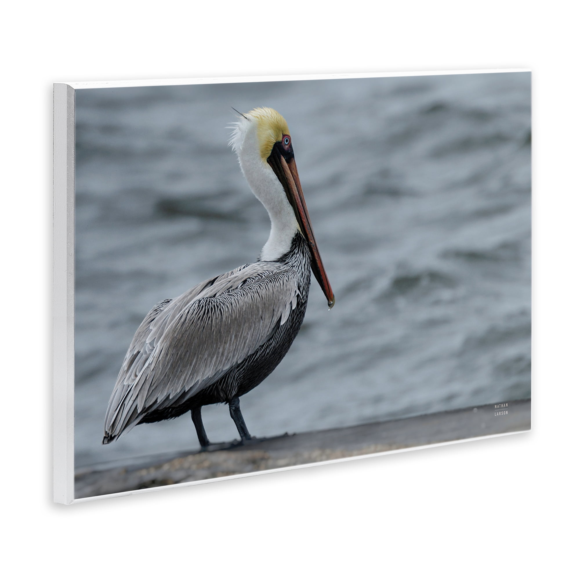 Stupell Industries Pelican Watch Photography Wall Plaque Art, design by Nathan Larson