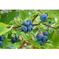 thumbnail image 2 of Highbush Blueberry Fruit/Shrub Seeds, 50 Seeds Per Packet Non GMO Seeds, Botanical Name Vaccinium corymbosum, 2 of 7