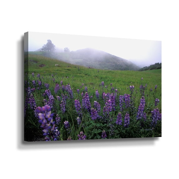 'Figueroa Mountain with Fog' Gallery Wrapped Canvas Art Print, 16x24