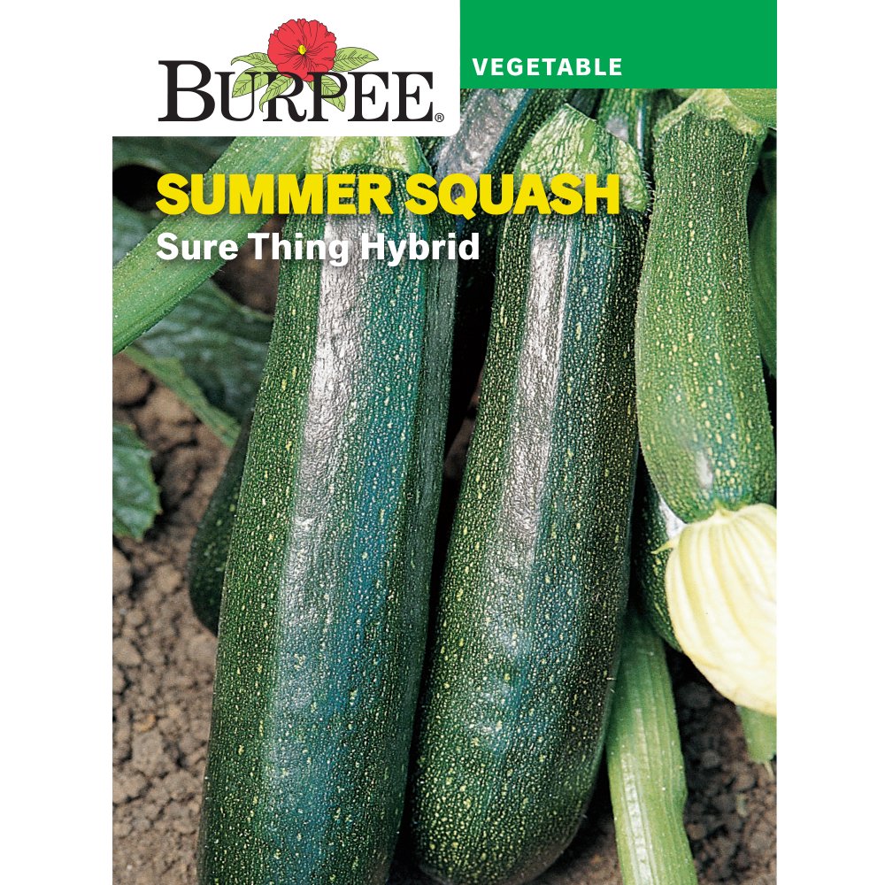 Burpee Sure Thing Hybrid Summer Squash Vegetable Seed, 1pack Walmart