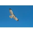 thumbnail image 2 of Theodore, George and Marilu 18x13 White Modern Wood Framed Museum Art Print Titled - Hawk flying, 2 of 4
