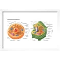 thumbnail image 2 of Animal Cells, Plant Cells, Eukaryotes, Biology, Framed Art Print Wall Art by Encyclopaedia Britannica Sold by Art.Com, 2 of 6