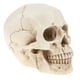 thumbnail image 4 of Estatua de cráneo de cabeza humana 1: 1 Modelo de Anatomía Herramienta para Enseñanza Escolar Fanmusic Estatua de cráneo de cabeza humana, 4 of 7