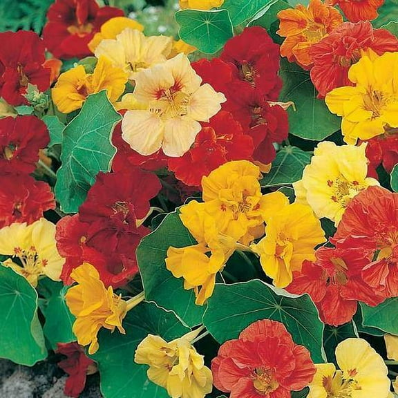 Nasturtium DWARF JEWEL Mix 20 Seeds - Mother Nature's Seeds - Wildflower Seeds - Flower Seeds for Planting - Non-GMO