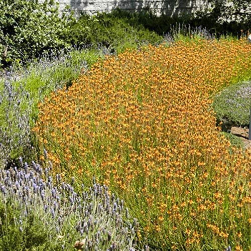 Bulbine Frutescens Hallmark Orange - 3 Live Plants - Butterfly Attracting Flowering Groundcover