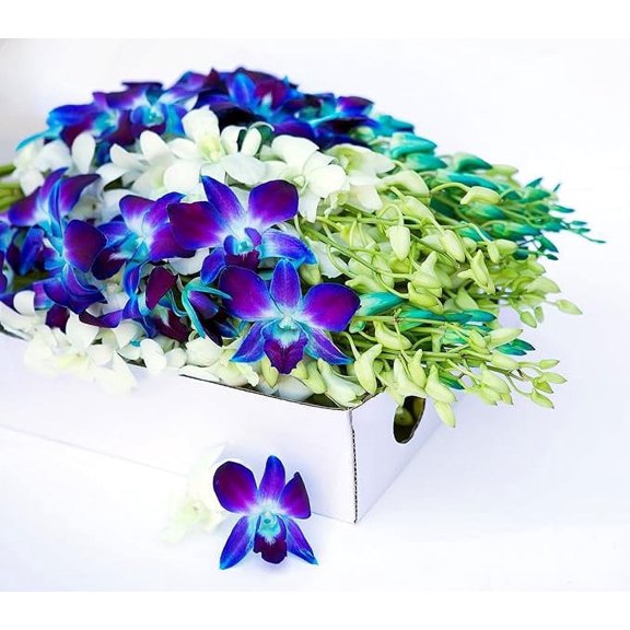 KaBloom : 40 Blue-white Dendrobium Orchids Next-Day Delivery, Gift for Every Occasion.