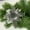 Silver, variant on Spencer 6Pcs Christmas Poinsettia Flower Ornaments Glitter Floral Accessories Xmas Tree Wreaths Decorations for Wedding Party Home "Silver"