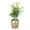 Gold, variant on Live Pet Safe Parlor Palm Plant, Neantha Bella Palm, Easy Care 4 inch Diameter Live Plant Grown in USA