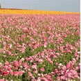 thumbnail image 5 of Easy to Grow Ranunculus Pink 10 Buttercup Plant Bulbs Spring Flowers Zones 8-10, 5 of 5