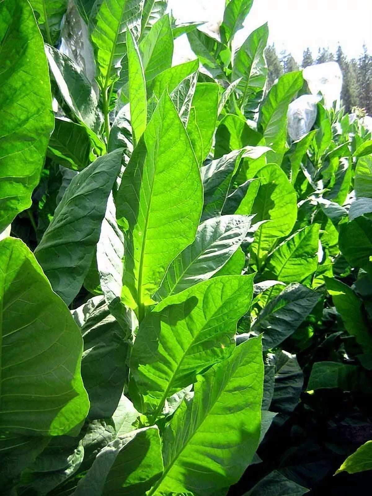 tobacco plants for sale near me 1000 Golden Harvest Tobacco Seeds ~ Heirloom Nicotiana Tabacum ~ Fast grow