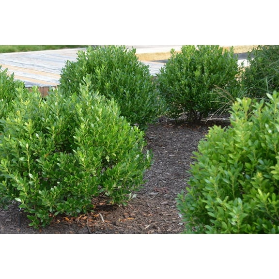 Compact Inkberry Holly-Ilex glabra 'Compacta'-Versatile Evergreen Shrub for Small Gardens  3 Gallon