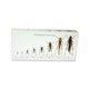thumbnail image 1 of REALBUG Ciclo de vida de un saltamontes REALBUG 842845502048, 1 of 1