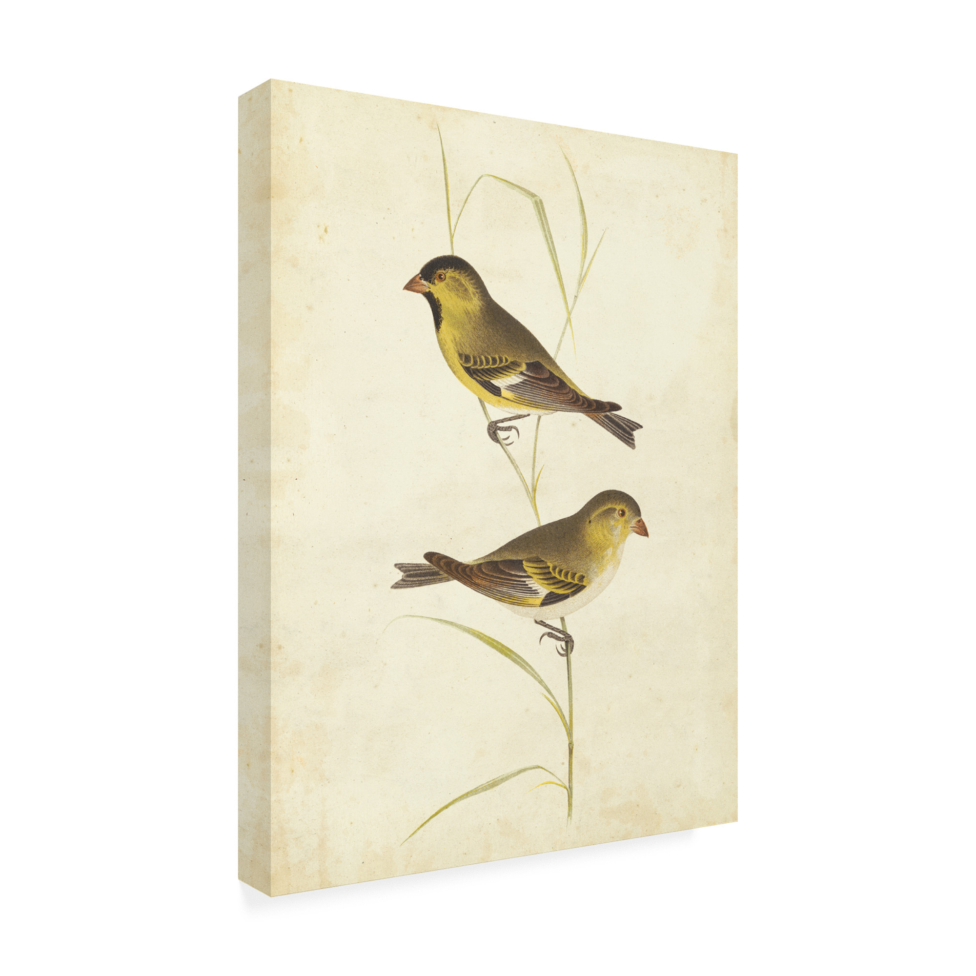 Trademark Fine Art 'Goldfinch Birds' Canvas Art by Cassin