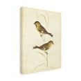 thumbnail image 2 of Trademark Fine Art 'Goldfinch Birds' Canvas Art by Cassin, 2 of 3
