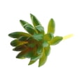 thumbnail image 2 of Planta Artificial De 3,54 Pulgadas #11 #12 Macarena Planta suculenta artificial, 2 of 8