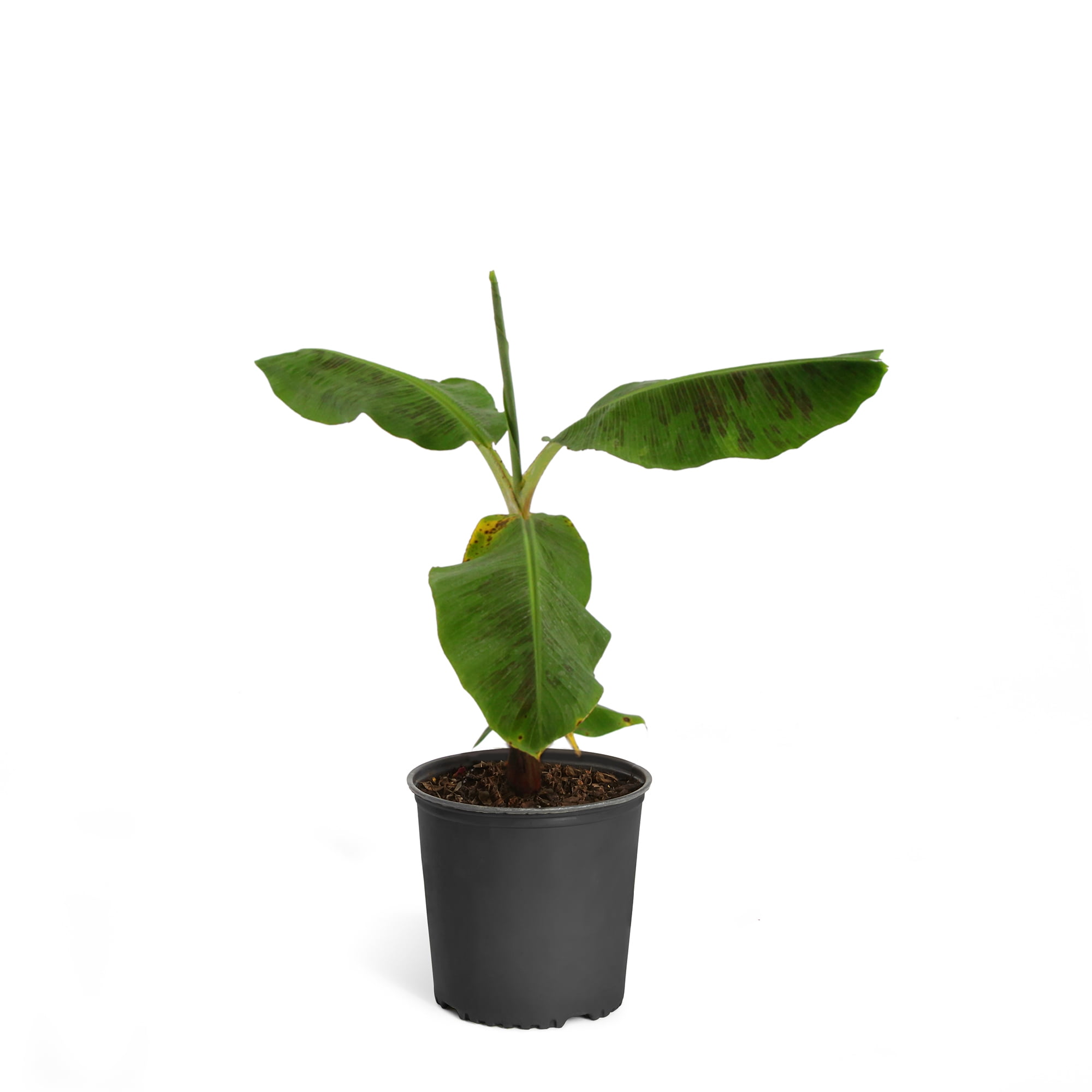 Cold Hardy Banana Tree