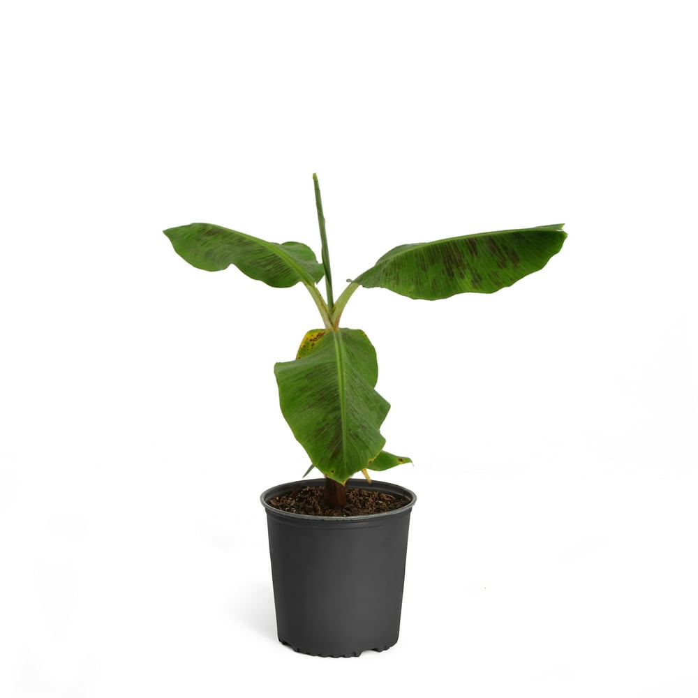 Cold Hardy Banana Tree