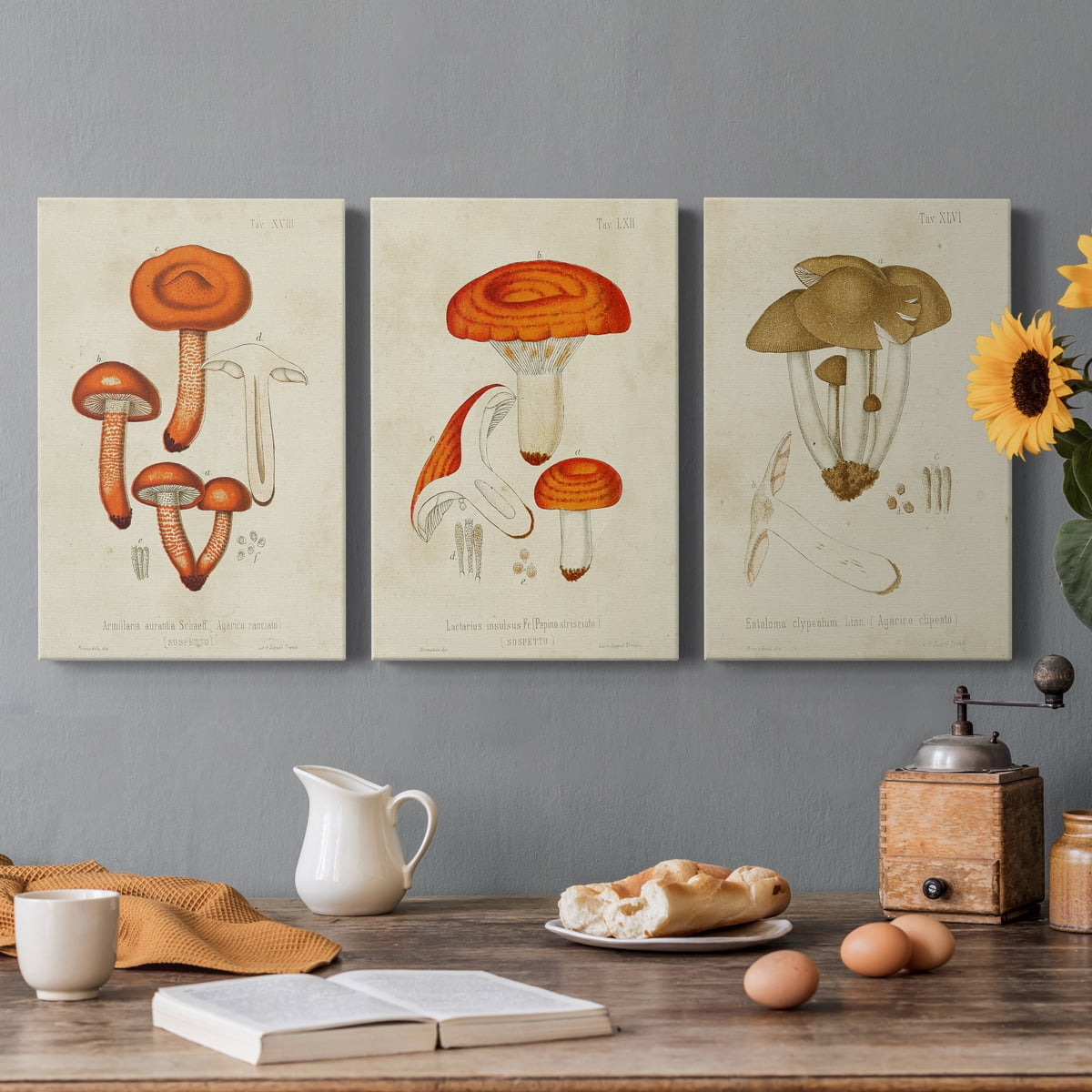 Mushroom Varieties IV Premium Gallery Wrapped Canvas - Ready to Hang - 24 x 36 Each