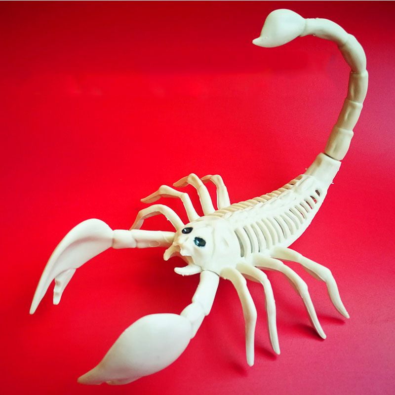 Skeleton Halloween Ornament, Animal Skeleton Model Cat Rat Spider Scorpion Lizard Skeleton for Halloween Decorations, Skeleton Animal Yard Decor and Reaper Bones Animals Skeleton Halloween Ornament, Animal Skeleton Model Cat Rat Spider Scorpion Lizard Skeleton for Halloween Decorations, Skeleton Animal Yard Decor and Reaper Bones Animals