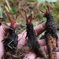 thumbnail image 3 of 5 Rhubarb Bare Roots for Planting, Hardy Perennial Vegetable Plants, Outdoor Garden Rhubarb, 3 of 6