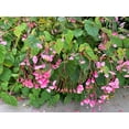 thumbnail image 4 of 10 HARDY BEGONIA Grandis Rose Pink Perennial Sun - Shade Flower Seeds, 4 of 11