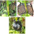 thumbnail image 5 of Paquete de 10 bolas de propagación por capas de aire de alta presión para enraizamiento e injerto de plantas, 5 of 5
