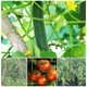 thumbnail image 4 of Red para plantas trepadoras, red para estacas de malla grande, red para enrejados trepadores de polietileno, para tomates, uvas, pepinos, otras frutas y verduras (6 pies 15 pies), color blanco esquí esquí Gafas de esquí, 4 of 5
