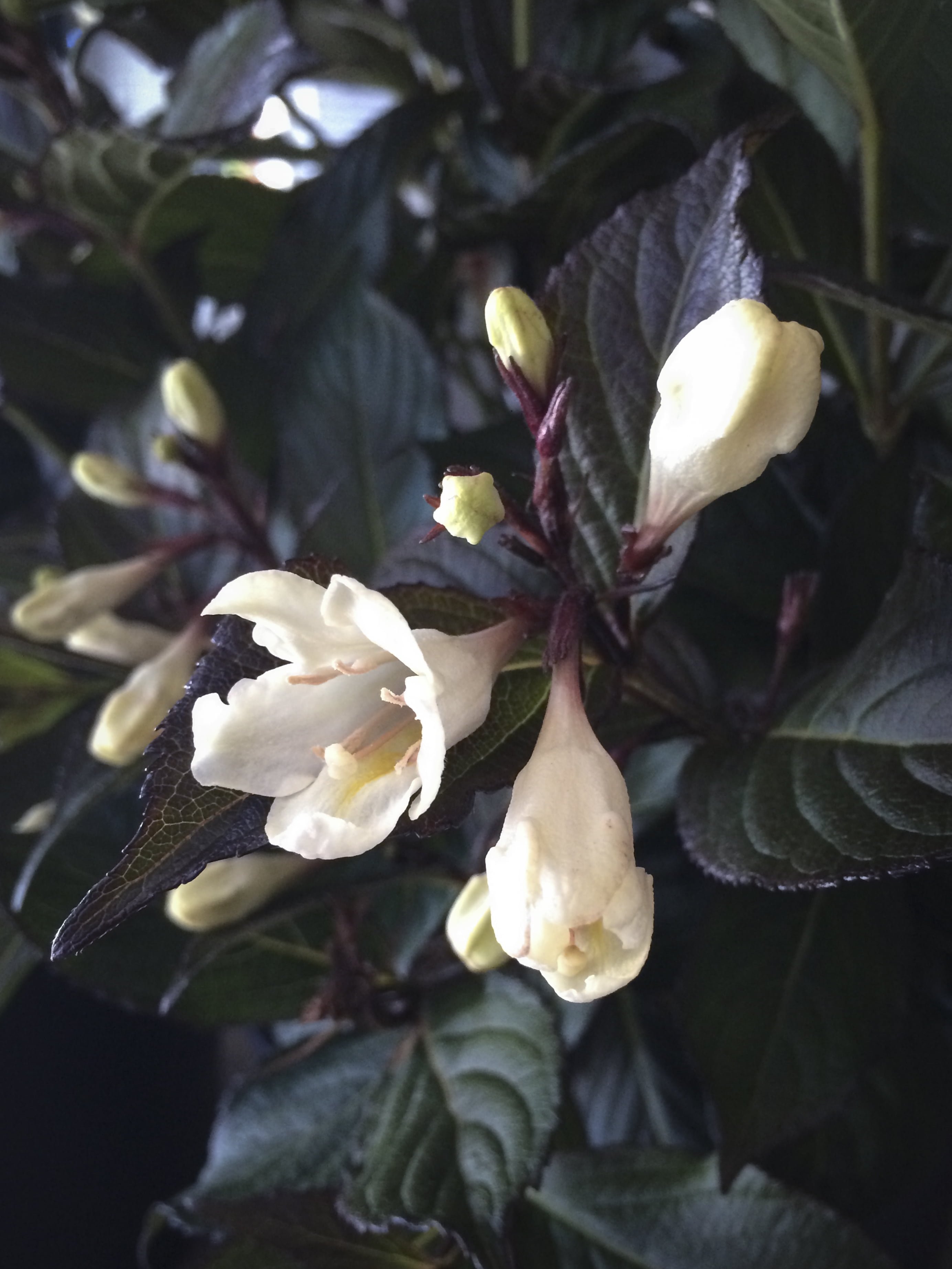 Jumbo Pint Bella Bianca Potentilla Live Shrub, Pure White