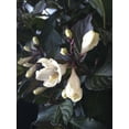 thumbnail image 2 of 2 gal. Tuxedo Weigela Live Shrub, Pure White Flowers, 2 of 10