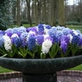 thumbnail image 3 of Rhapsody in Blue Hyacinth Mix Flower Bulbs - 6 Bulbs per Pack - Pleasantly Scented - Good as Cut Flowers - Grows Well In Containers - Grow Indoors or Outdoors – Easy to Grow Live Garden, 3 of 5