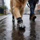 thumbnail image 5 of Calcetines para perros Oppose Slide con correas ajustables, impermeables, reutilizables, protectores de patas para uso en interiores y exteriores, botines transpirables para perros, de poliéster de se, 5 of 6