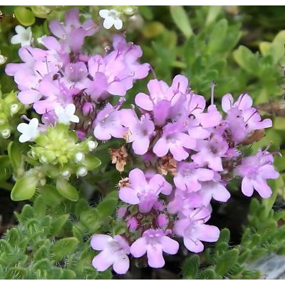 Classy Groundcovers, Pink Chintz Creeping Thyme, Rose Creeping Thyme, Woolly Pink Creeping Thyme, Pink Carpet Thyme (25 Pots, 3 1/2 inch square)