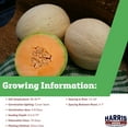 thumbnail image 5 of Harris Seeds - Treated Melon Atlantis F1 Seed - Fast Germination - 1,000 Seeds, 5 of 7