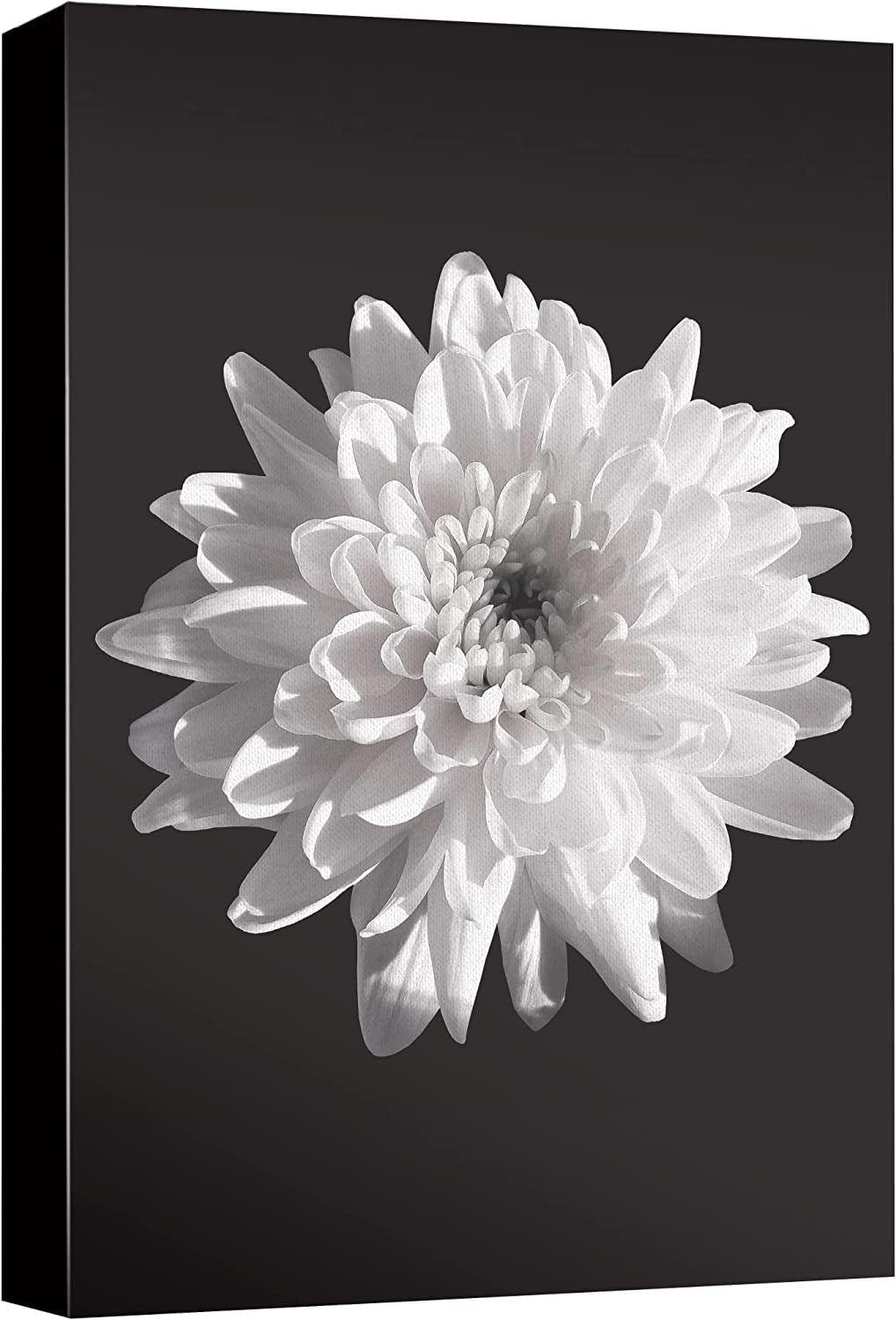 Canvas Print Wall Art Detailed Blooming Chrysanthemum Floral Plants  Photography Modern Art Rustic Closeup Dramatic Dark Black and White for  Living Room, Bedroom, Office 12