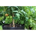 thumbnail image 2 of SMART POT 5 Gallon Fabric Grow Bag w/cut handles - Black, 2 of 6