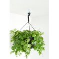 thumbnail image 3 of Crawford SS20-25 Vinyl Coated Screw, Plant Hook, 3 of 3