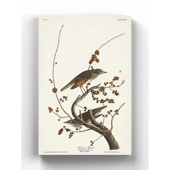 Hermit Thrush Wrapped Canvas -John James Audubon Designs,