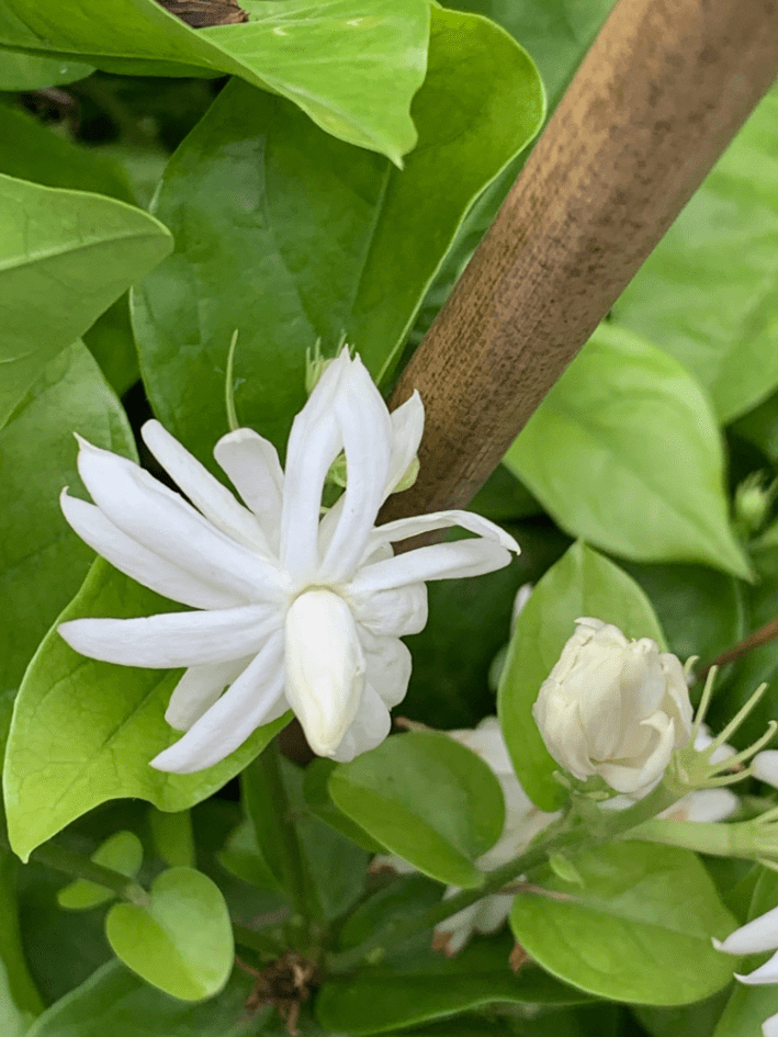 Jasmine Belle of India Live Plant 4-6 Inch Tall, White Blooming Jasmine for Indoor Outdoor Garden & Patio Decor
