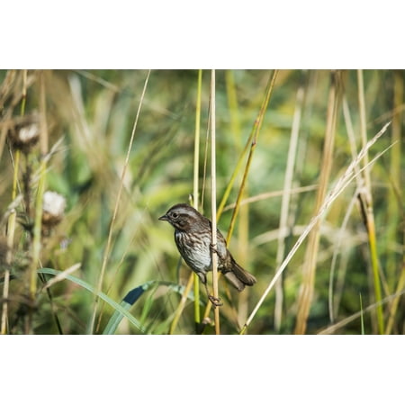 Song Sparrow (Melospiza melodia) perches on a plant Hoquiam Washington United States of America Canvas Art - Robert L Potts Design Pics (38 x 24)
