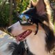 thumbnail image 1 of Gafas de sol de moda para perros con correa ajustable Gafas con protección UV Gafas impermeables, a prueba de viento y polvo para perros grandes y medianos, 1 of 5