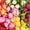 Assorted, variant on Member's Mark Tulips, 50 stems