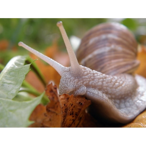 Land Snail Snail Snail Shells Shell Molluscs20 Inch By 30 Inch