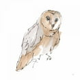 thumbnail image 2 of Paschke, Chris 26x26 White Modern Wood Framed Museum Art Print Titled - Barn Owl VI, 2 of 4