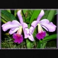 thumbnail image 2 of CafePress - Orchid, Floral, Photo Maternity Dark T Shirt - Maternity Dark T-Shirt, 2 of 3