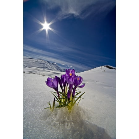 - Crocus Flower Peeking Up Through The Snow In Spring Southcentral Alaska Canvas Art - Kevin Smith Design Pics (11 x 17)