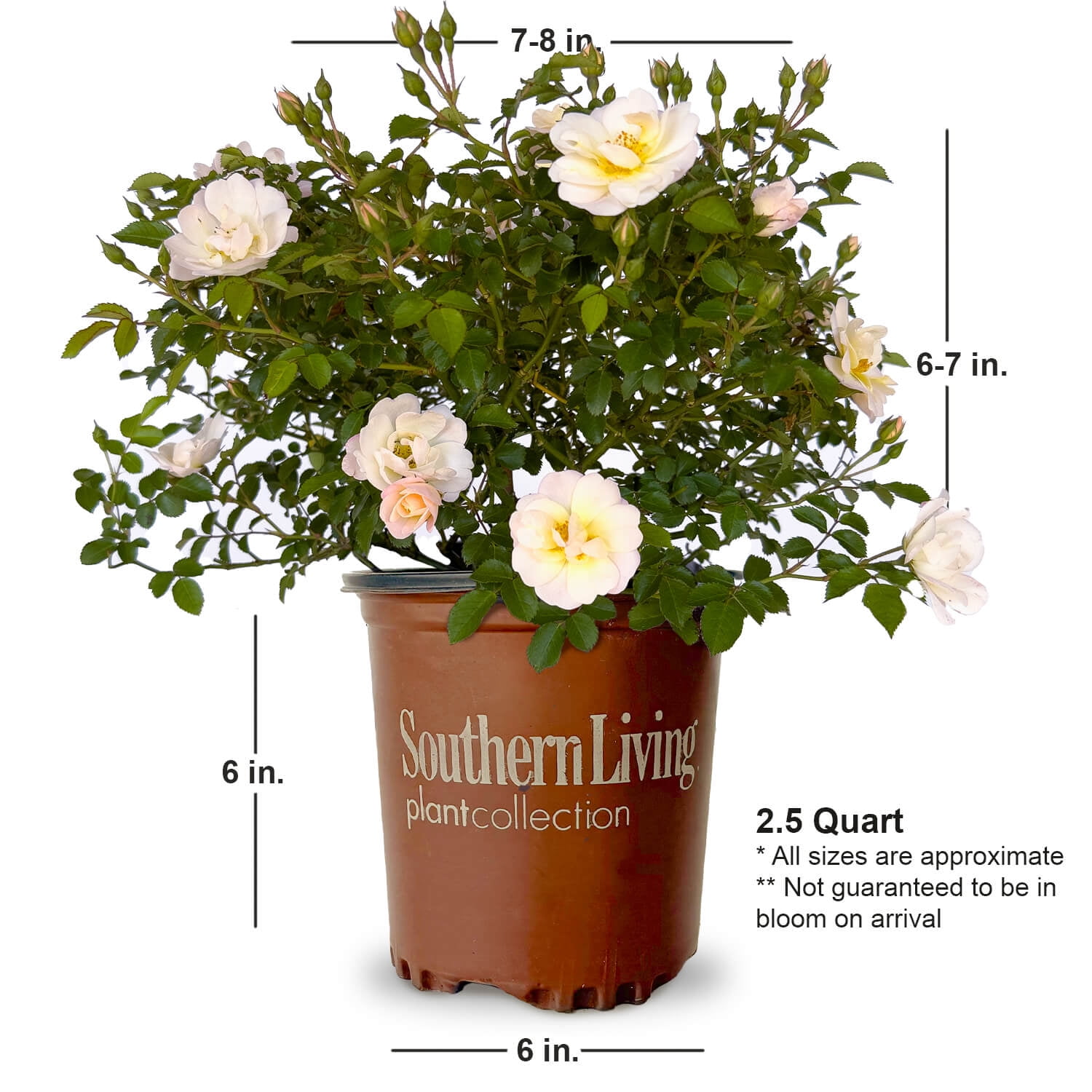 Southern Living Ivory Blush Its A Breeze Rose Live Shrub in 2.5-Quart Grower Pot